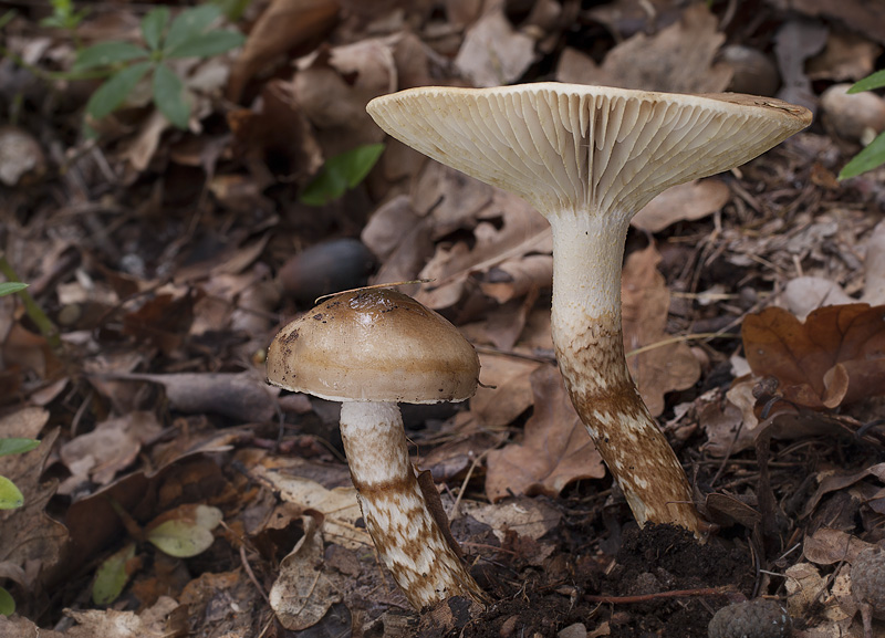 Hygrophorus persoonii